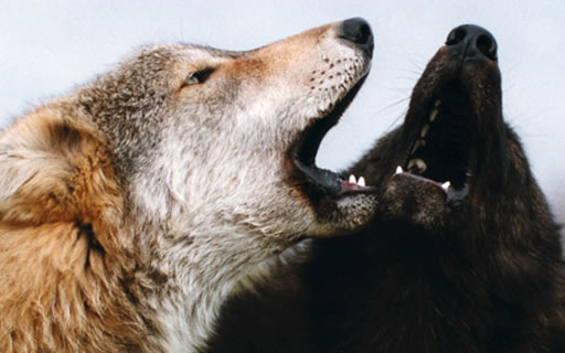 Los dos lobos